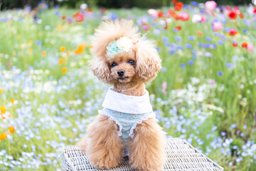 トイプードル　モニカ＆マリア