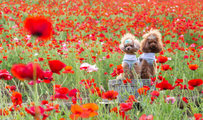 トイプードル　モニカ＆マリア