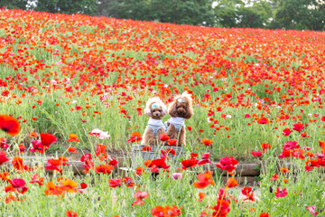 トイプードル　モニカ＆マリア
