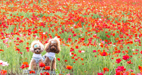 トイプードル　モニカ＆マリア