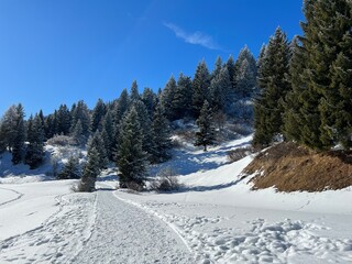 Excellently arranged and cleaned winter trails for walking, hiking, sports and recreation in the area of the tourist resorts of Valbella and Lenzerheide in the Swiss Alps -  Switzerland (Schweiz)