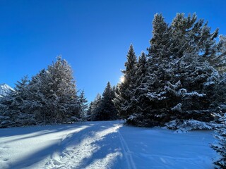 Excellently arranged and cleaned winter trails for walking, hiking, sports and recreation in the area of the tourist resorts of Valbella and Lenzerheide in the Swiss Alps -  Switzerland (Schweiz)