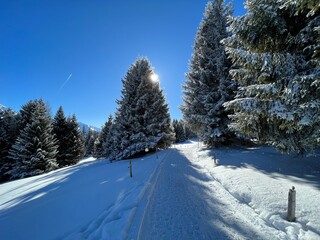 Excellently arranged and cleaned winter trails for walking, hiking, sports and recreation in the area of the tourist resorts of Valbella and Lenzerheide in the Swiss Alps -  Switzerland (Schweiz)