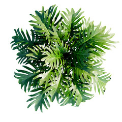 tropical plant and tree isolated top view