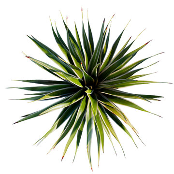 tropical plant and tree isolated top view