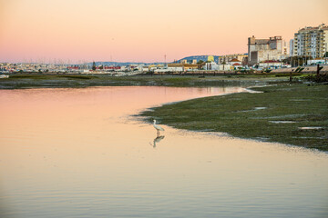 Birds on Ria Formosa with city of Faro as a background, Algarve, Portugal