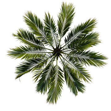 tropical plant and tree isolated top view