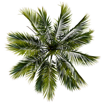 tropical plant and tree isolated top view