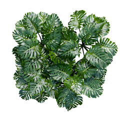 tropical plant and tree isolated top view