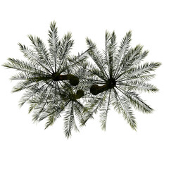 tropical plant and tree isolated top view