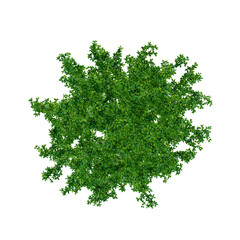 Naklejka premium tropical plant and tree isolated top view
