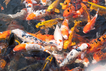 orange and yellow carp fish are waiting for food
