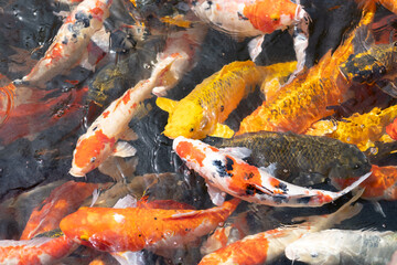 Obraz na płótnie Canvas orange and yellow carp fish are waiting for food
