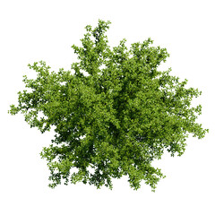 tropical plant and tree isolated top view