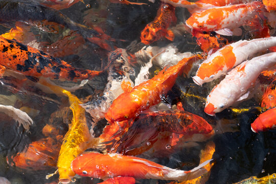orange and yellow carp fish are waiting for food