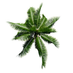 tropical plant and tree isolated top view