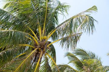 Obraz premium beautiful palm tree with coconuts, hot summer in Thailand