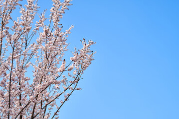 Cherry blossoms bloom in the park in spring