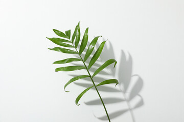 Concept of summertime, leaves, summer and nature concept