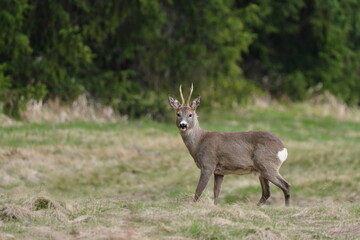 A roebuck standing on the meadow. Wildlife scene with a roe deer. Capreolus capreolus. Spring in european nature. 