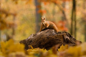 artistic photo of a european red squirrel sitting on a tree stump in a beautiful autumn forest. Sciurus vulgaris