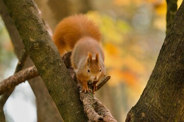 A cute european red squirrel climbs a tree.  Sciurus vulgaris. Wildlife scene with a squirrel

