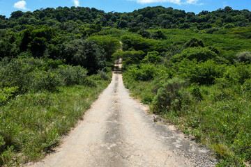Fototapeta na wymiar Dirt road on Isimangaliso wetland park, South Africa