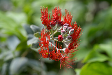 Obraz premium ハワイフトモモ