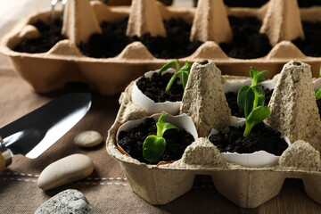 Growing plants in egg box, creative way to grow plants