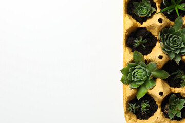 Growing plants in egg box, space for text