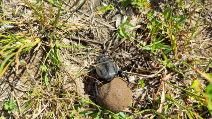 Dung beetle at Isimangaliso wetland park in South Africa