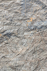 Fossil leaves of ferns petrified and highlighted on the surface of a rock