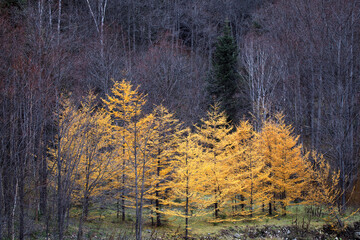 Obraz premium 上川町