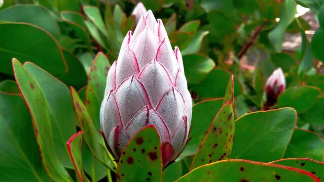 Close-up on blooming Protea flower in the garden in spring
