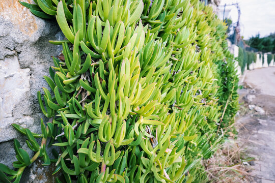 Succulent Carpobrotus Acinaciformis climbing plant on stone fence, also known as Elands sourfig or Elandssuurvy or Sally-my-handsome