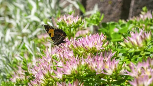 Filmmaterial Makro detail Nahaufnahme eines Schmetterling saugt trinkt Nektar auf Blumen Blüten  im Sonnenlicht auf einer Wiese im Garten in der Natur, Deutschland