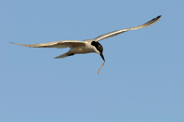 Sandwich tern (Thalasseus sandvicensis)