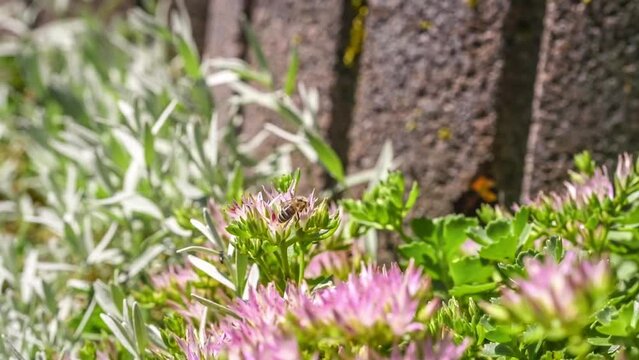Filmmaterial Makro detail Nahaufnahme einer Biene auf einer violetten weißen Blüte einer Wildblume im Garten, Deutschland