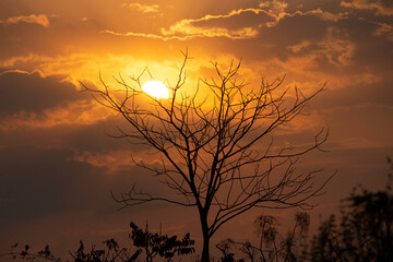 silhouette of a tree