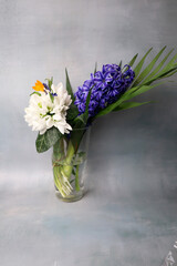 blue hyacinth and snowdrops bouquet on grey background