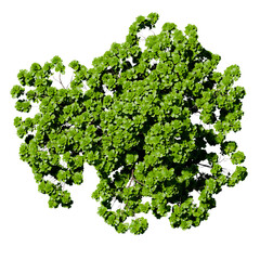 tree top view isolated on white png