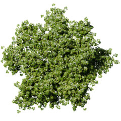 tree top view isolated on white png