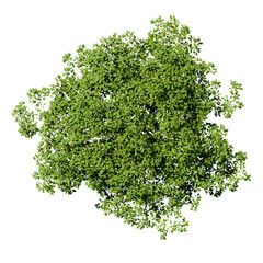 Obraz premium tree top view isolated on white png