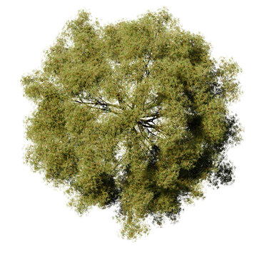 tree top view isolated on white png