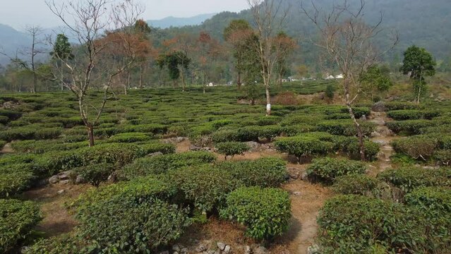 Drone shot or motion shot of tea garden.
