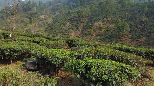 Drone shot or motion shot of tea garden.