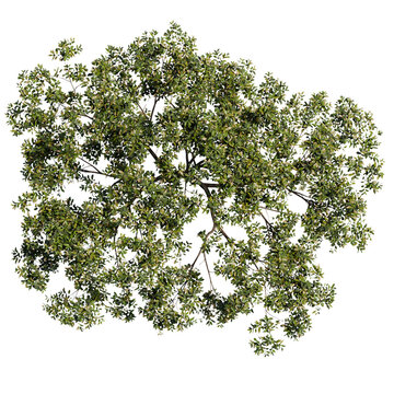 tree top view isolated on white png