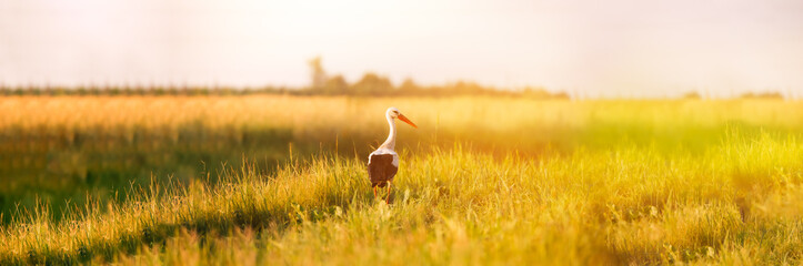 Adult European White Stork Standing In Green Summer Grass. Wild Field Bird In Sunset Time. Sun Shining With Sun Rays. Panoramic View. © Great Brut Here