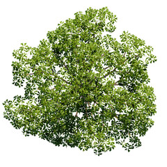 tree top view isolated on white png