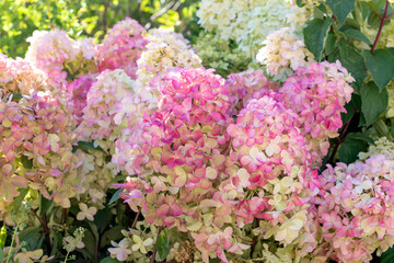 Hydrangea paniculata, the panicled hydrangea, is a species of flowering plant in the family Hydrangeaceae. Gorgeous pink flowers